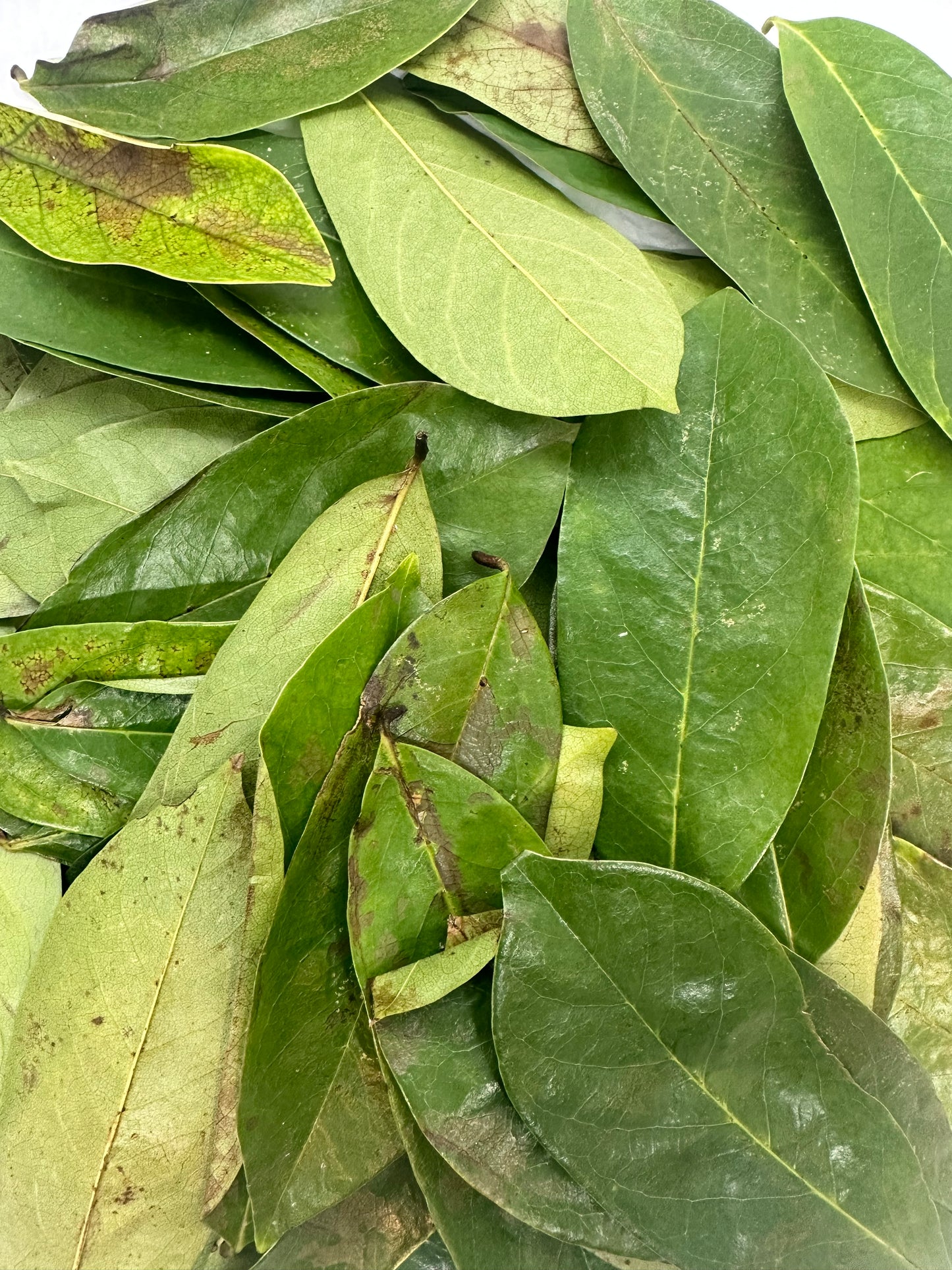 Wild crafted Soursop leaves