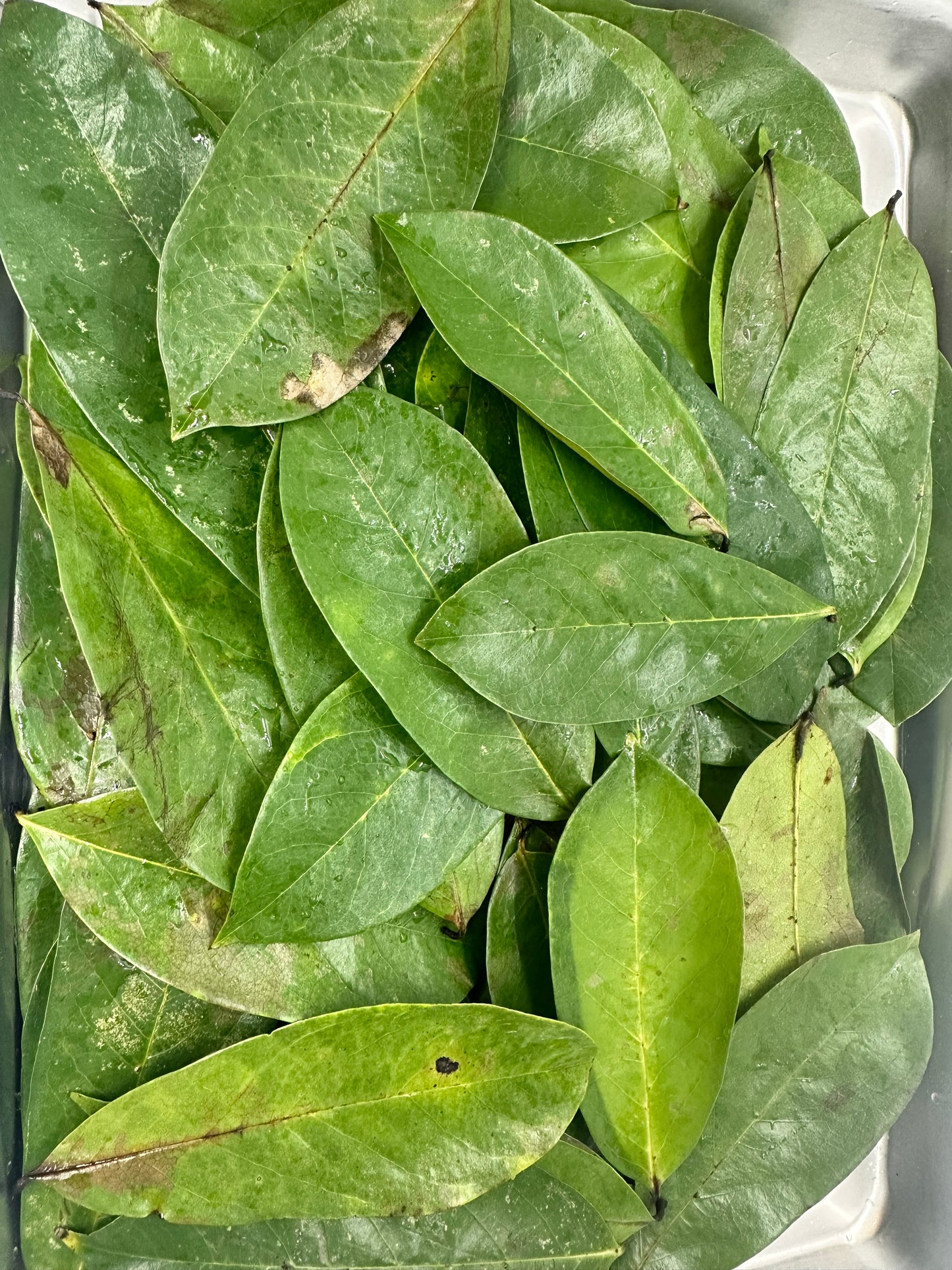 Wild crafted Soursop leaves