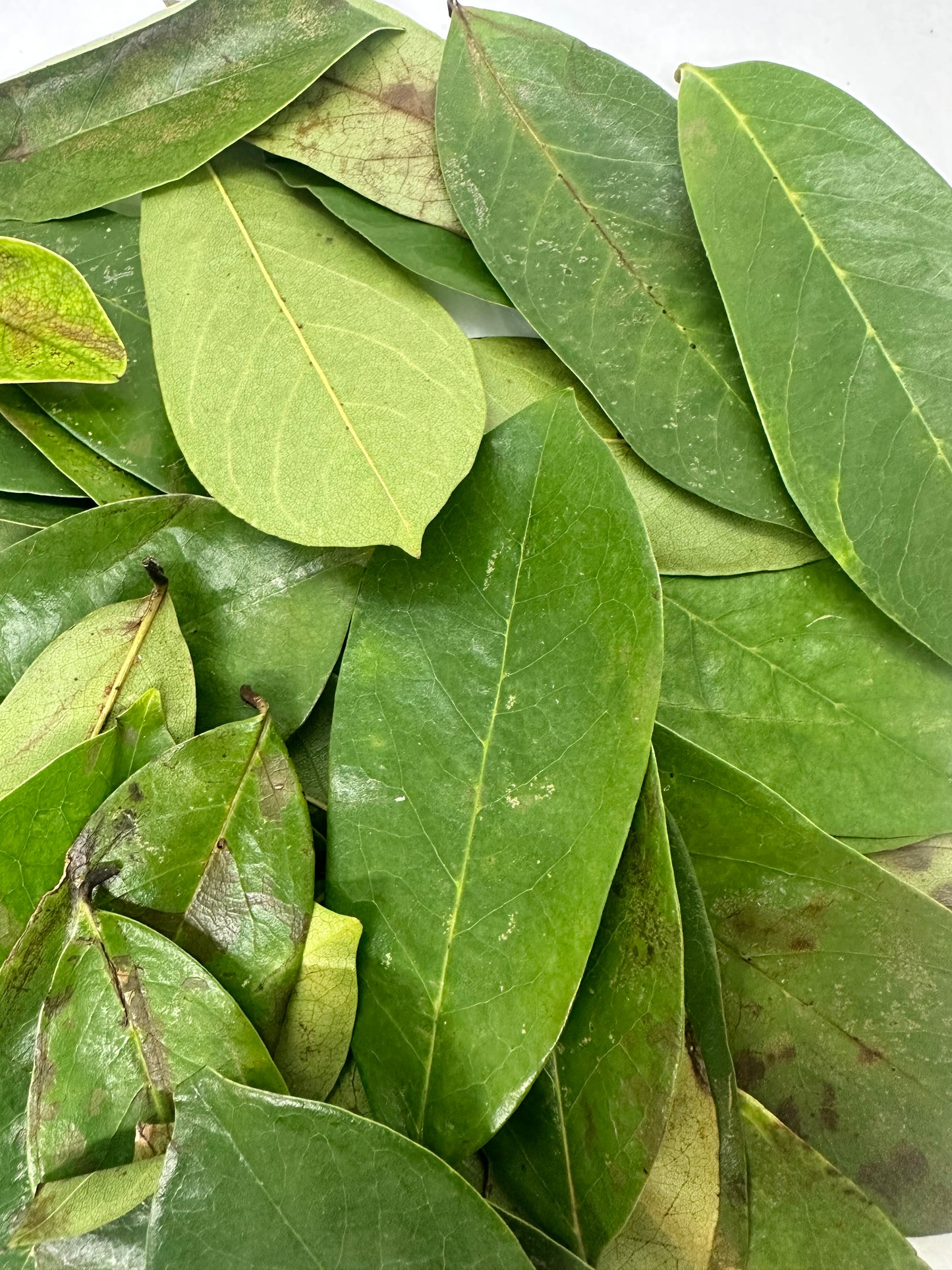 Wild crafted Soursop leaves